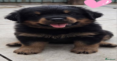 Rottweiler dogs - Advert 10