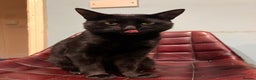 Mixed Breed cats for sale: Loving lucky black cats - Advert 8
