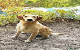 Mixed Breed dogs for sale: Labrador x Patterdale Puppies - Image 15