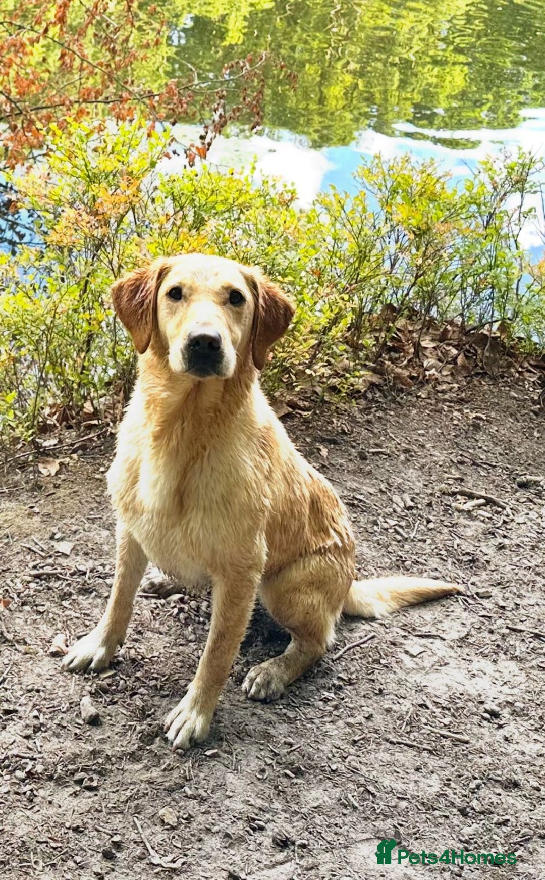 Mixed Breed dogs for sale: Labrador x Patterdale Puppies - Image 15