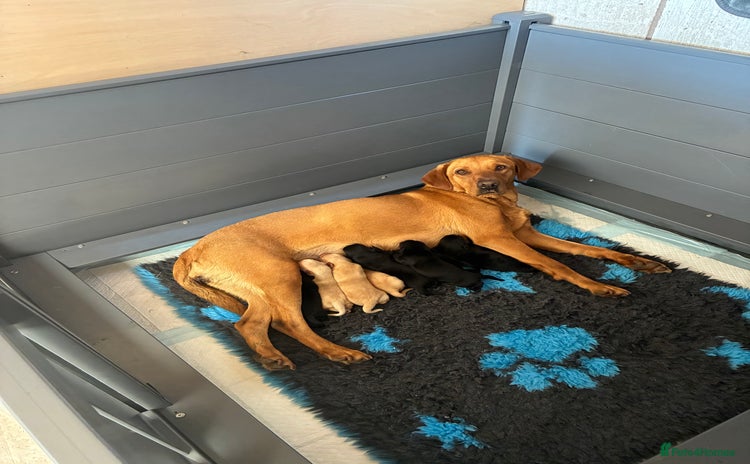 Labrador Retriever dogs - Advert 2