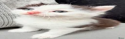 Mixed Breed cats for sale: Stunning black and white male kitten - Advert 10