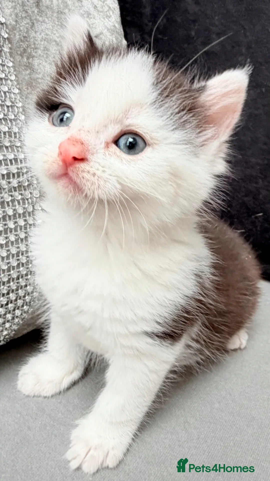 Mixed Breed cats for sale: Stunning black and white male kitten - Advert 10
