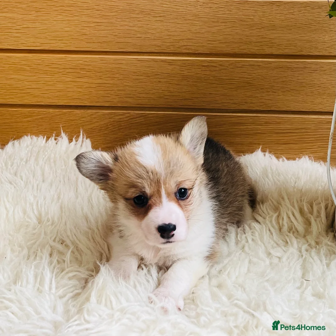 Welsh Corgi Pembroke dogs for sale: KC reg Welsh Corgi Pembroke puppies - Advert 4