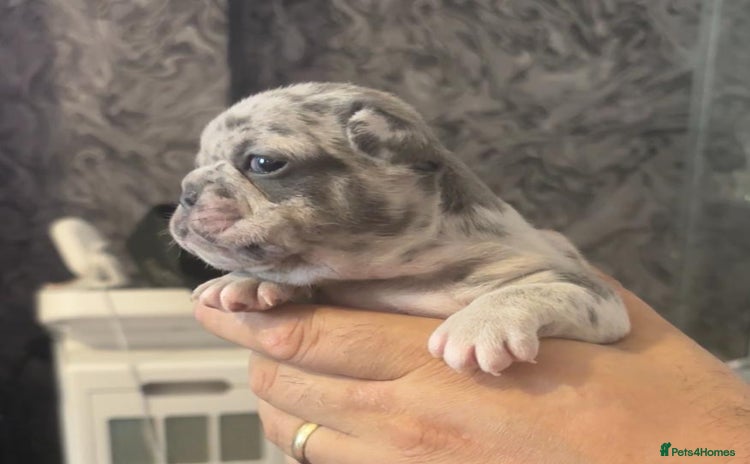 French Bulldog dogs - Advert 3
