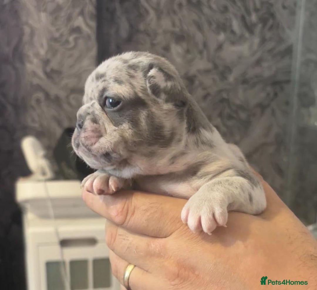 French Bulldog dogs for sale: Pedigree french bulldogs  - Image 5