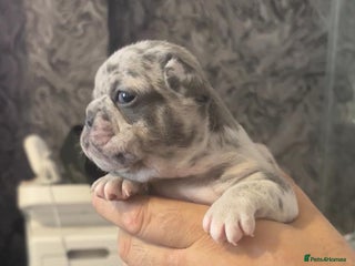 French Bulldog dogs - Advert 33