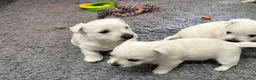 West Highland Terrier dogs for sale: Westie’s  - Advert 4
