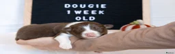 Australian Shepherd dogs for sale: KC registered Australian shepherd  - Advert 23