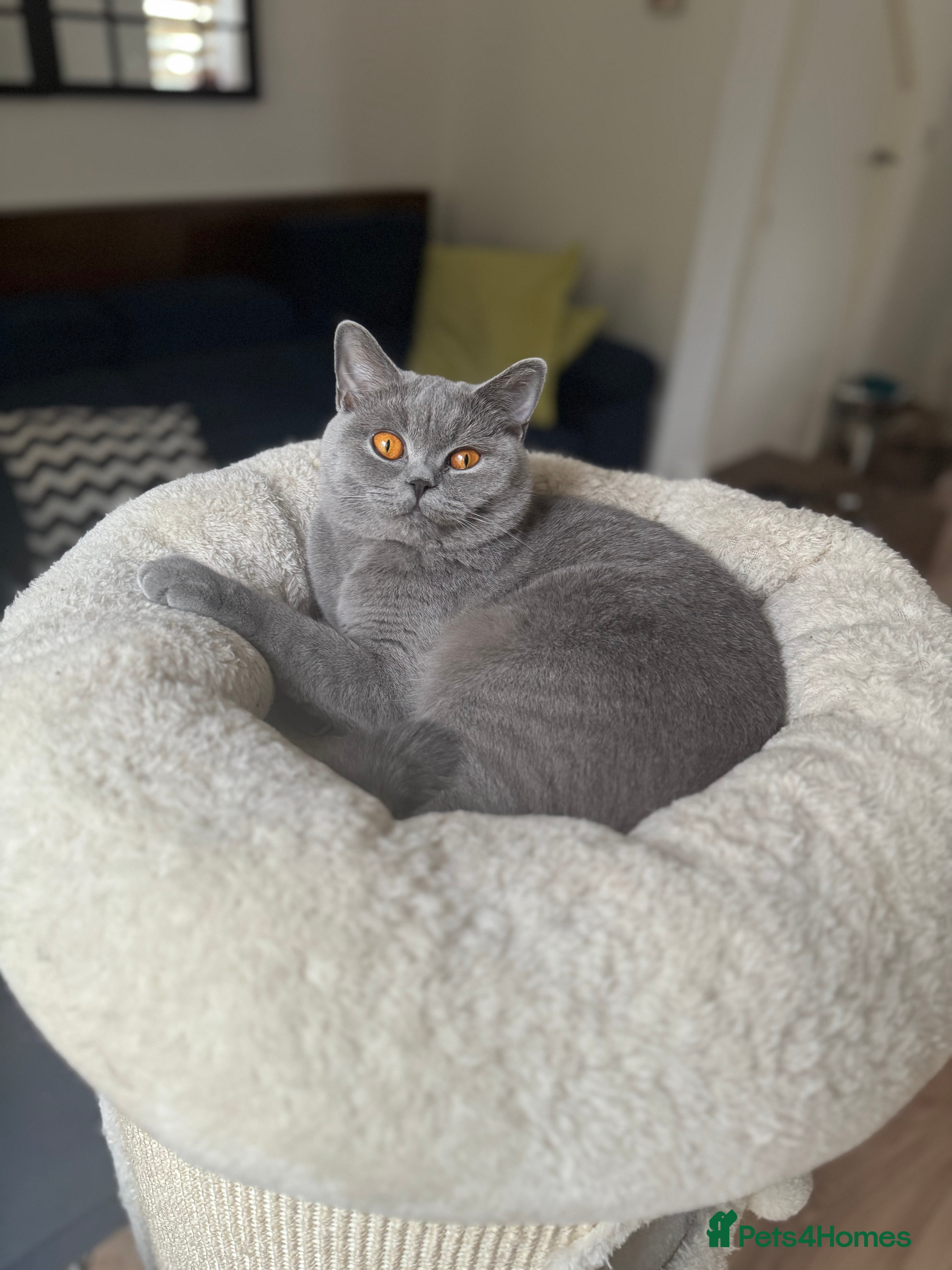 British Shorthair cats ⭐️✅BSH Female 1.5 years old , GCCF reg - Advert 12