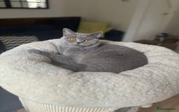 British Shorthair cats for sale: ⭐️✅18 months old girl , GCCF  - Image 2