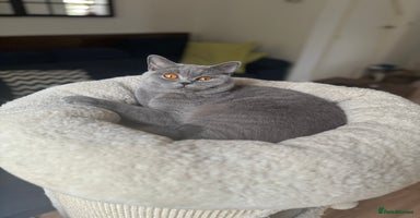 British Shorthair cats - Advert 6