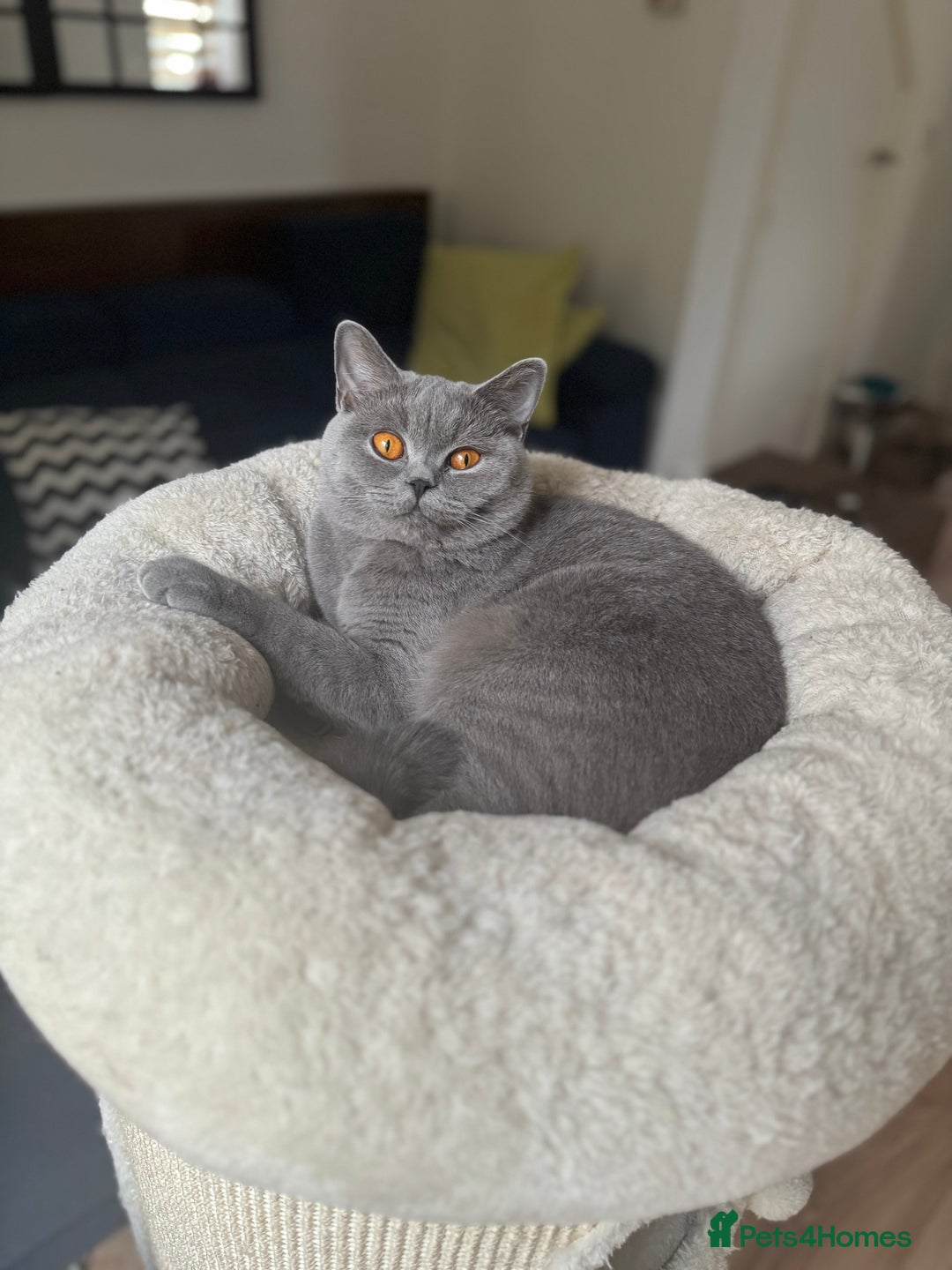 British Shorthair cats for sale: ⭐️✅18 months old girl , GCCF  - Image 2