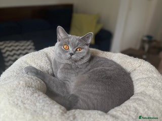 British Shorthair cats - Advert 17