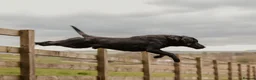 Labrador Retriever dogs for stud: Braemossrose Samson at Stud - Advert 9