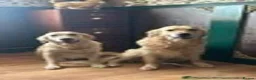 Golden Retriever dogs for sale: KC name is Leela seashell  - Advert 2