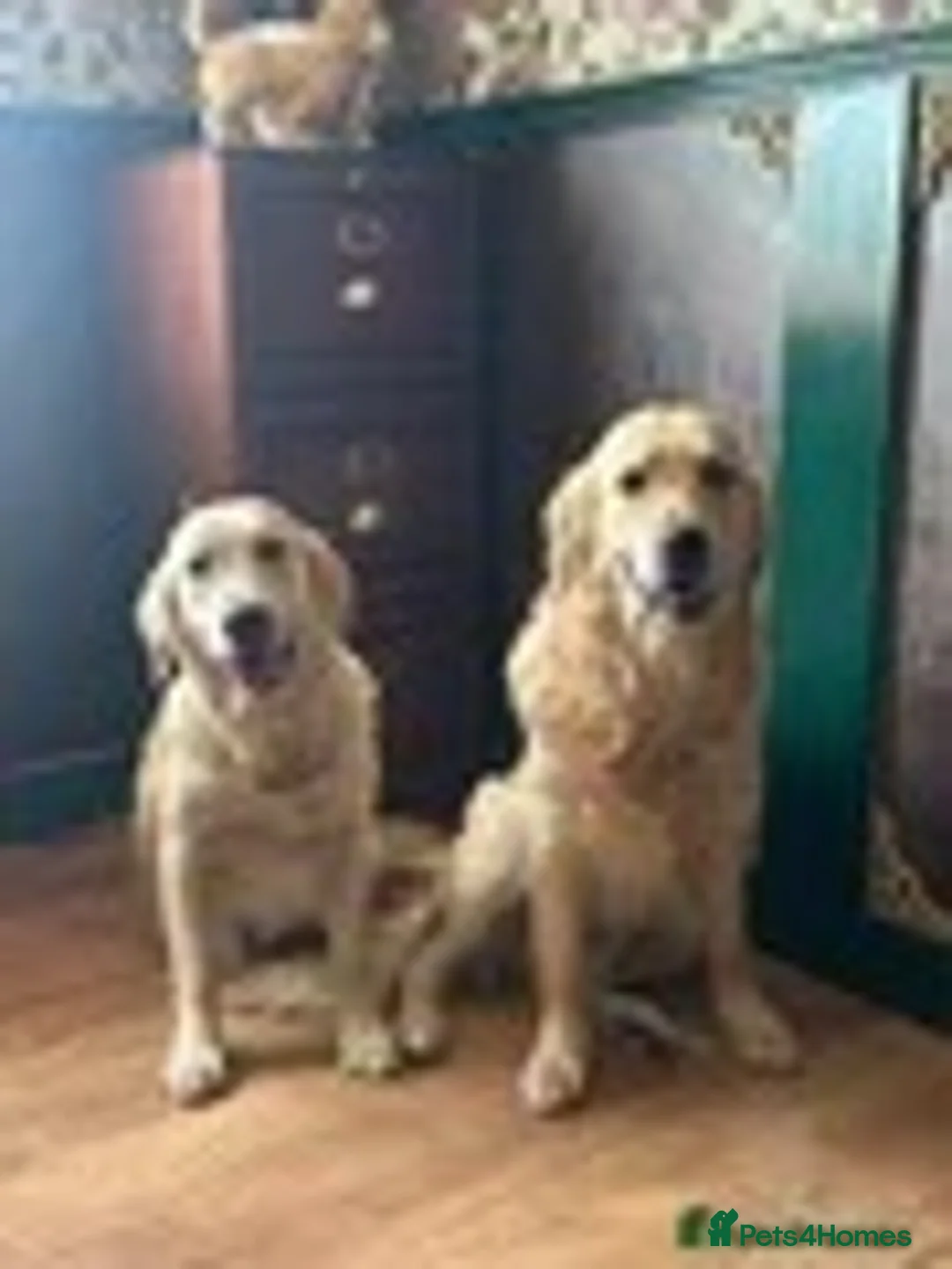 Golden Retriever dogs for sale: KC name is Leela seashell  - Advert 2