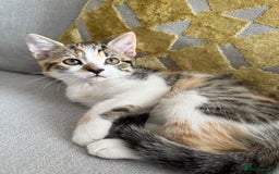 Mixed Breed cats for sale: Kittens for sale  - Image 5