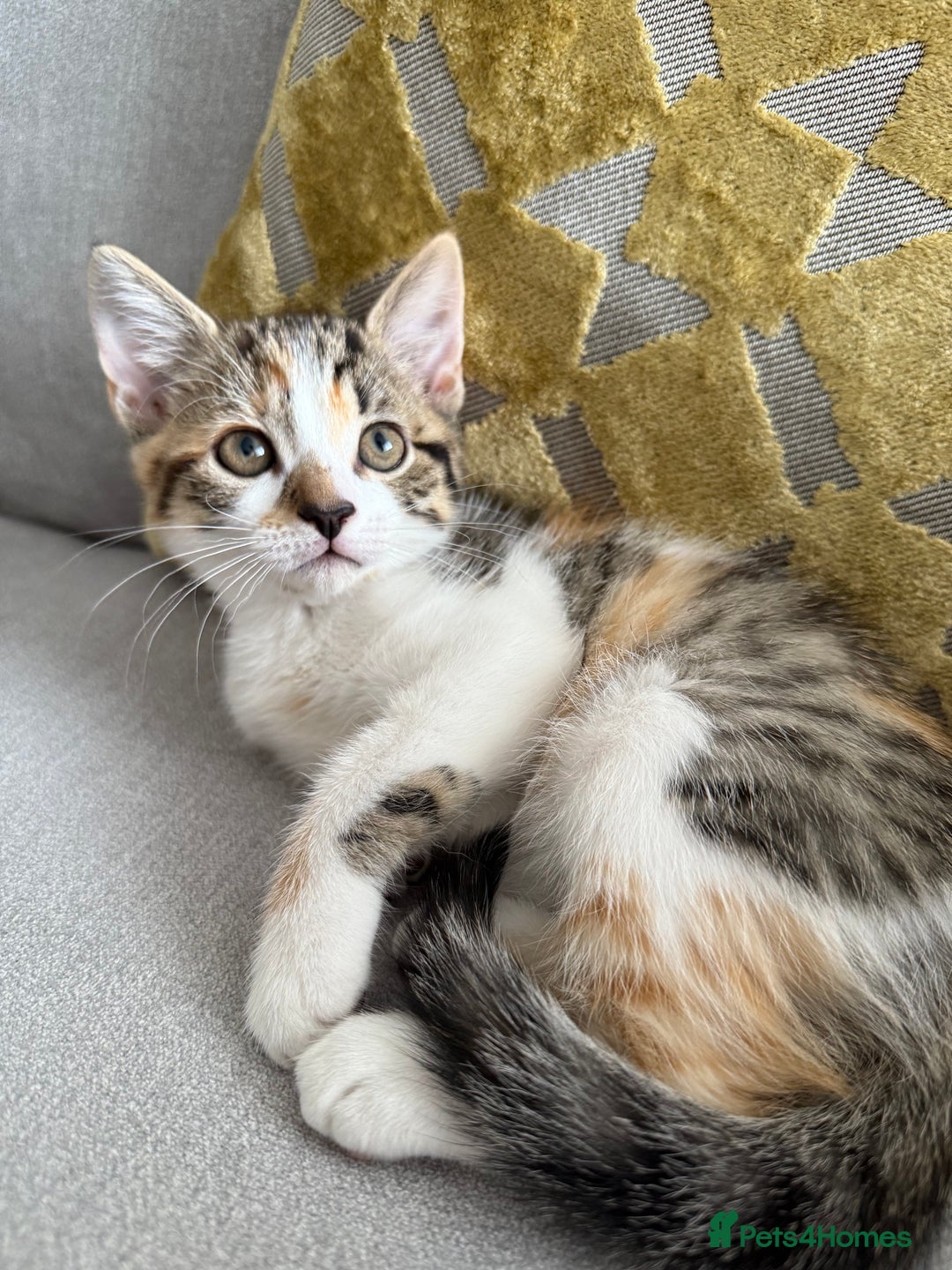 Mixed Breed cats for sale: Kittens for sale  - Image 5