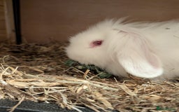 Mini Lion Lop rabbits for sale: Two friendly male lion lops - Image 2