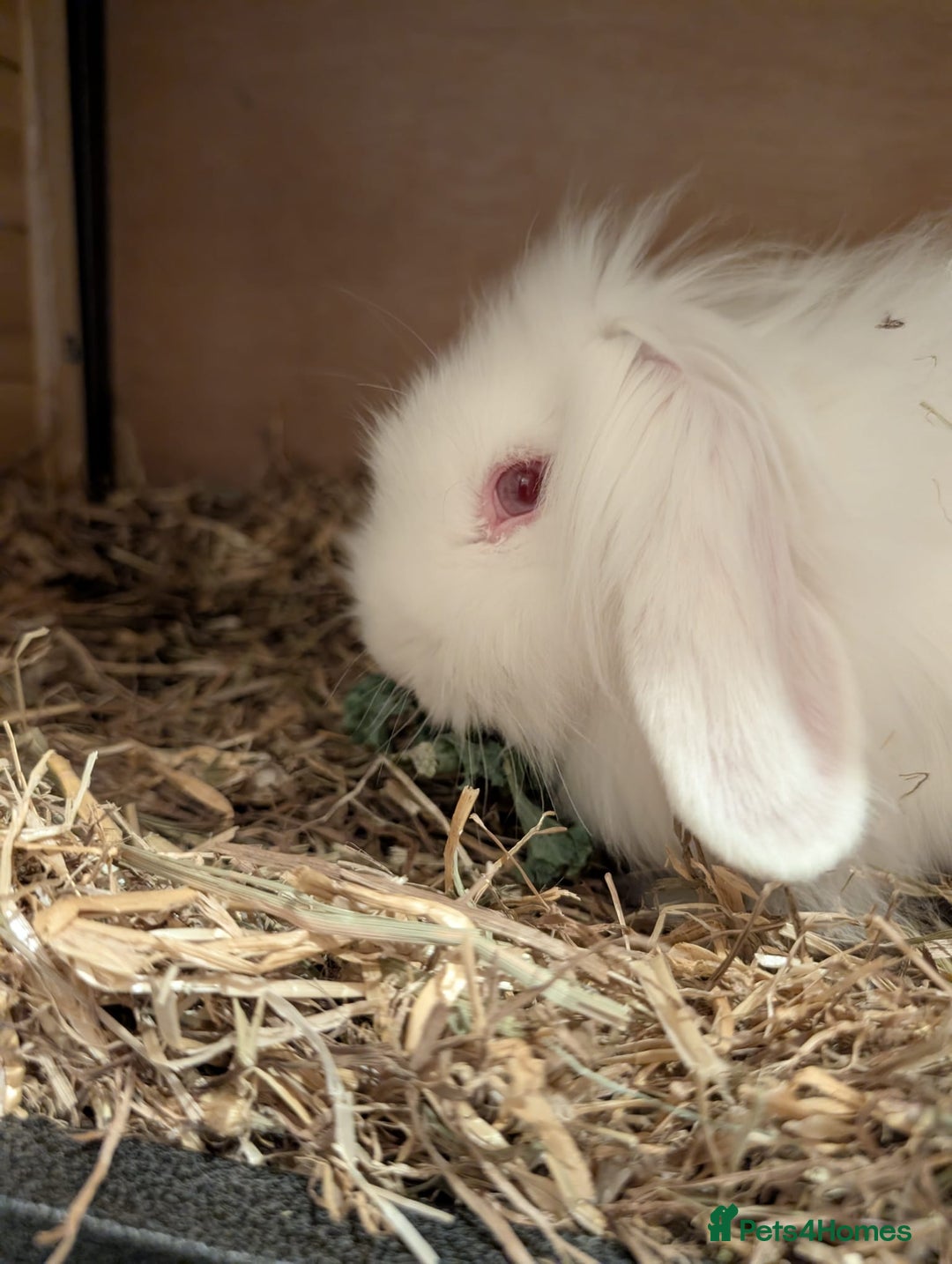 Mini Lion Lop rabbits for sale: Two friendly male lion lops - Image 2