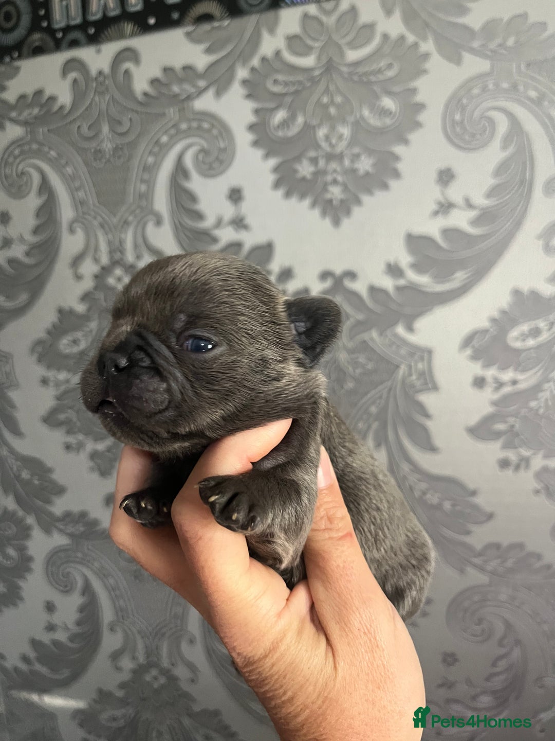 French Bulldog dogs for sale: Lilac Merle 🤍 - Image 5