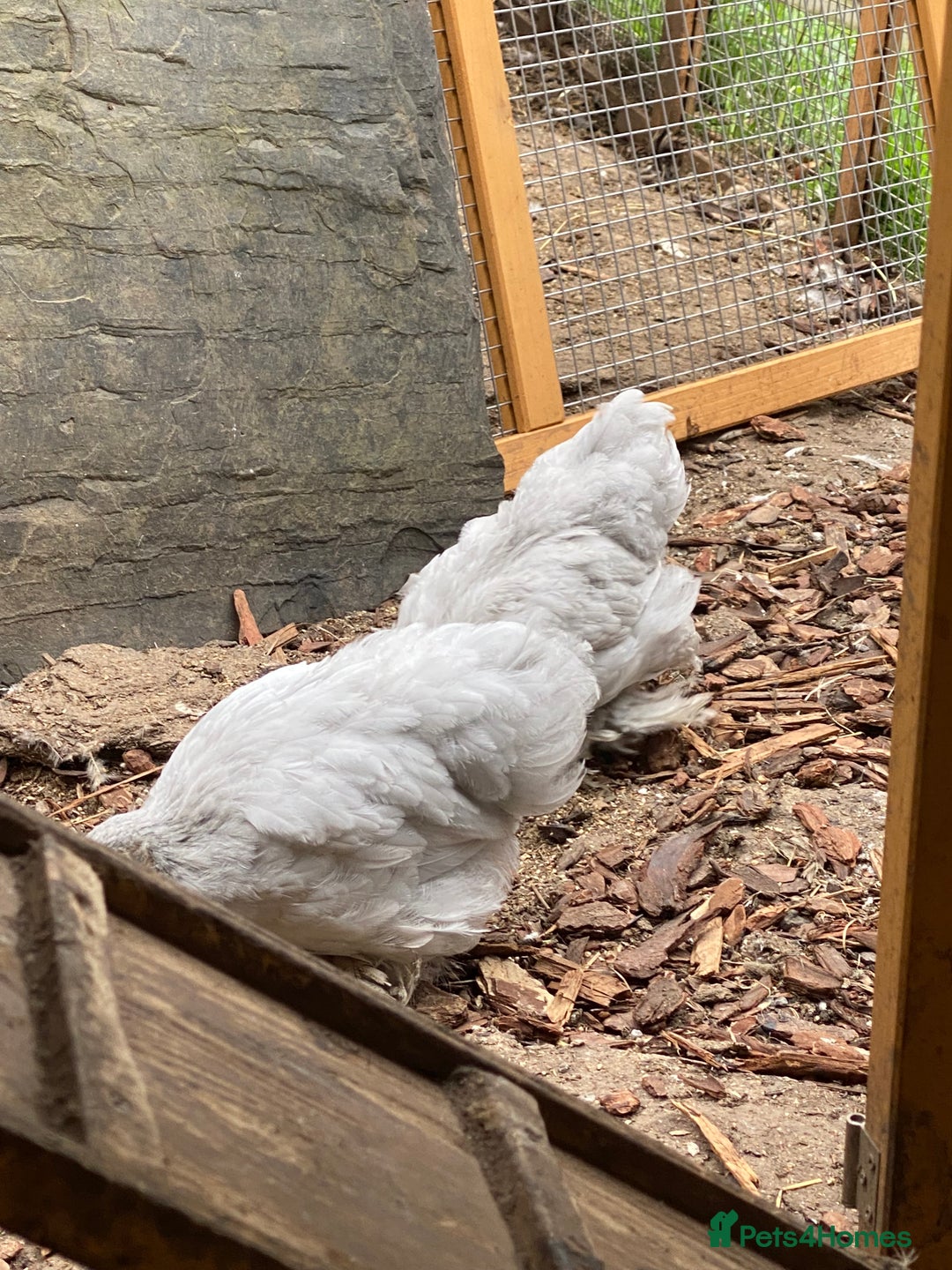 Chickens poultry for sale: Lavender Pekin Bantams  - Image 4
