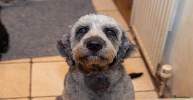 Goldendoodle dogs - Advert 12