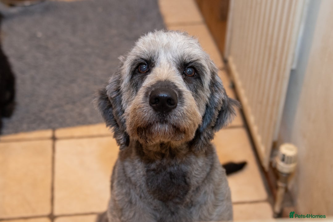 Goldendoodle dogs for sale: 2 year old Standard F1 Goldendoodle  - Image 3