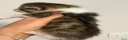 Maine Coon cats for sale: Maine coon kittens  - Advert 13