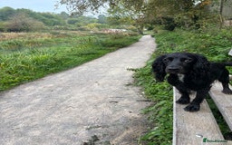 Cocker Spaniel dogs for sale: Working cocker spaniels for sale  - Image 12