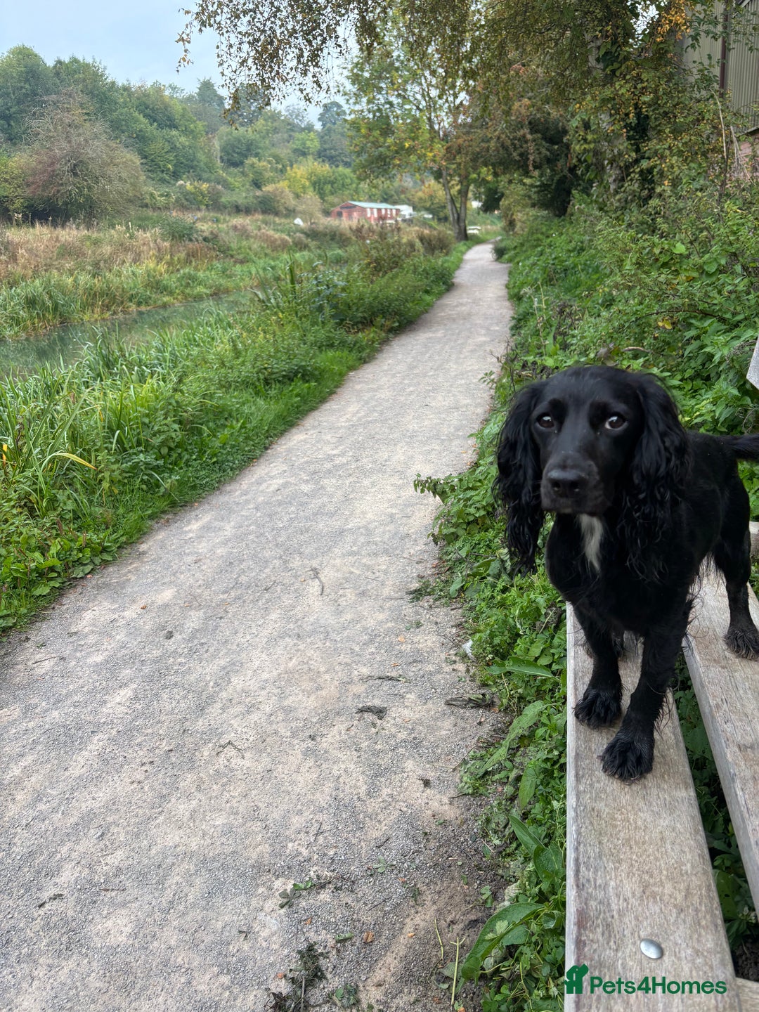Cocker Spaniel dogs for sale: Working cocker spaniels for sale  - Image 12