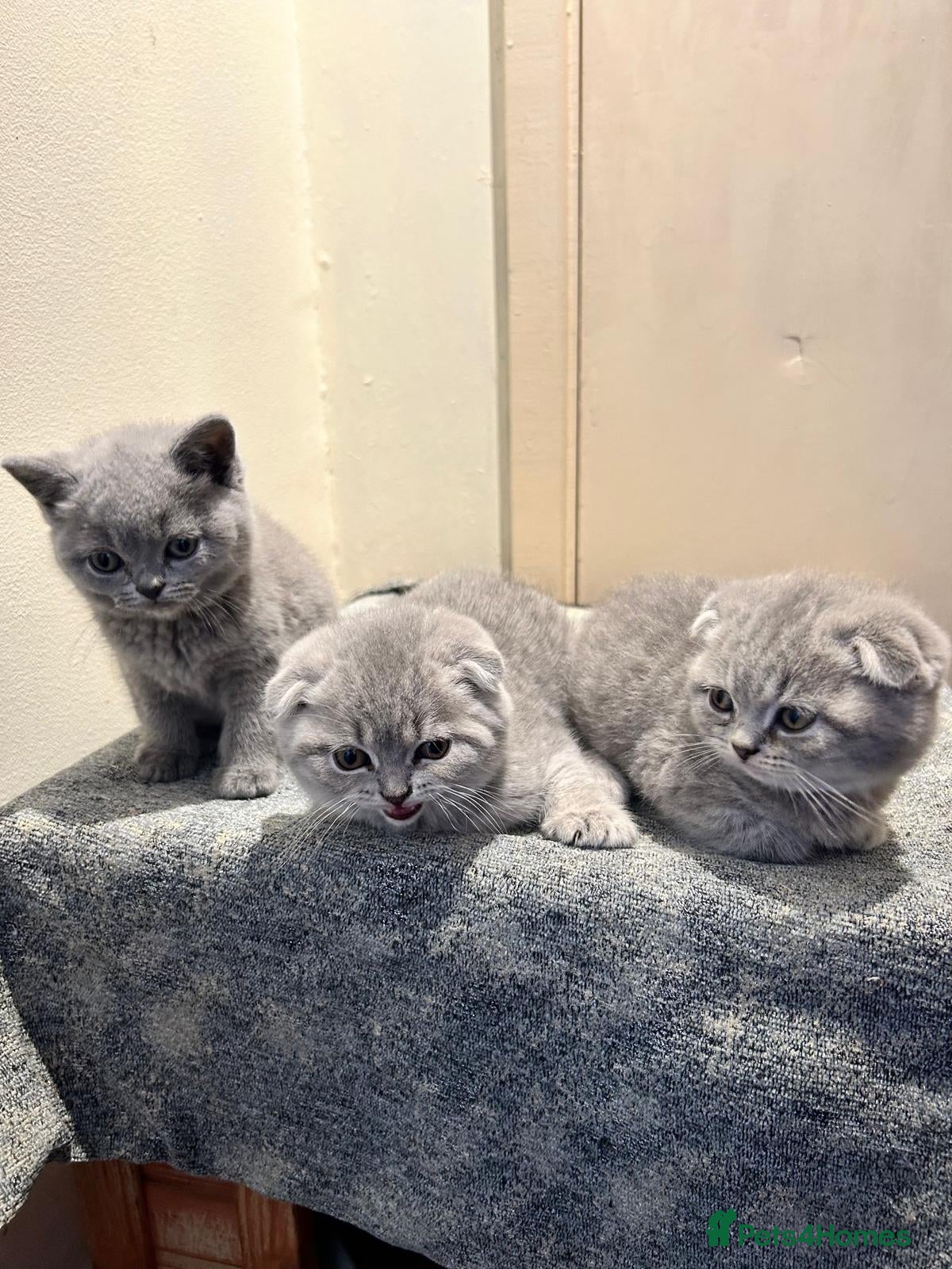 Scottish Fold cats Adorable Scottish Fold Kittens - Advert 1