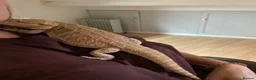 Bearded Dragon reptiles for sale: Mild mannered bearded dragon for sale  in Pontyclun - Advert 5