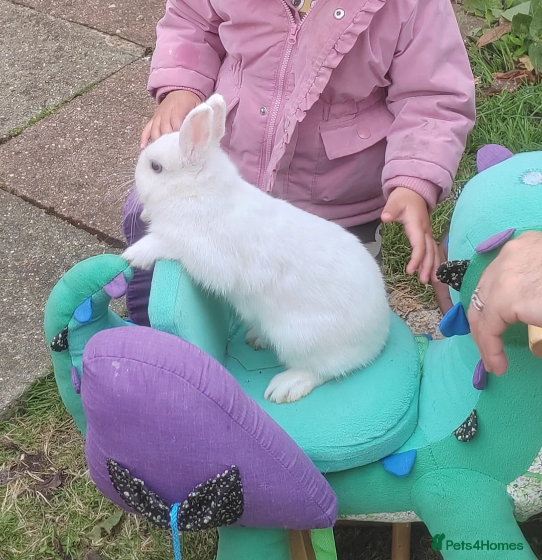 Netherland Dwarf rabbits for sale: Netherland dwarf  - Advert 5