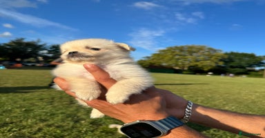 Mixed Breed dogs - Advert 4