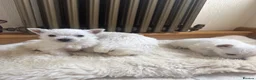 West Highland Terrier dogs for sale: Westies - Advert 2