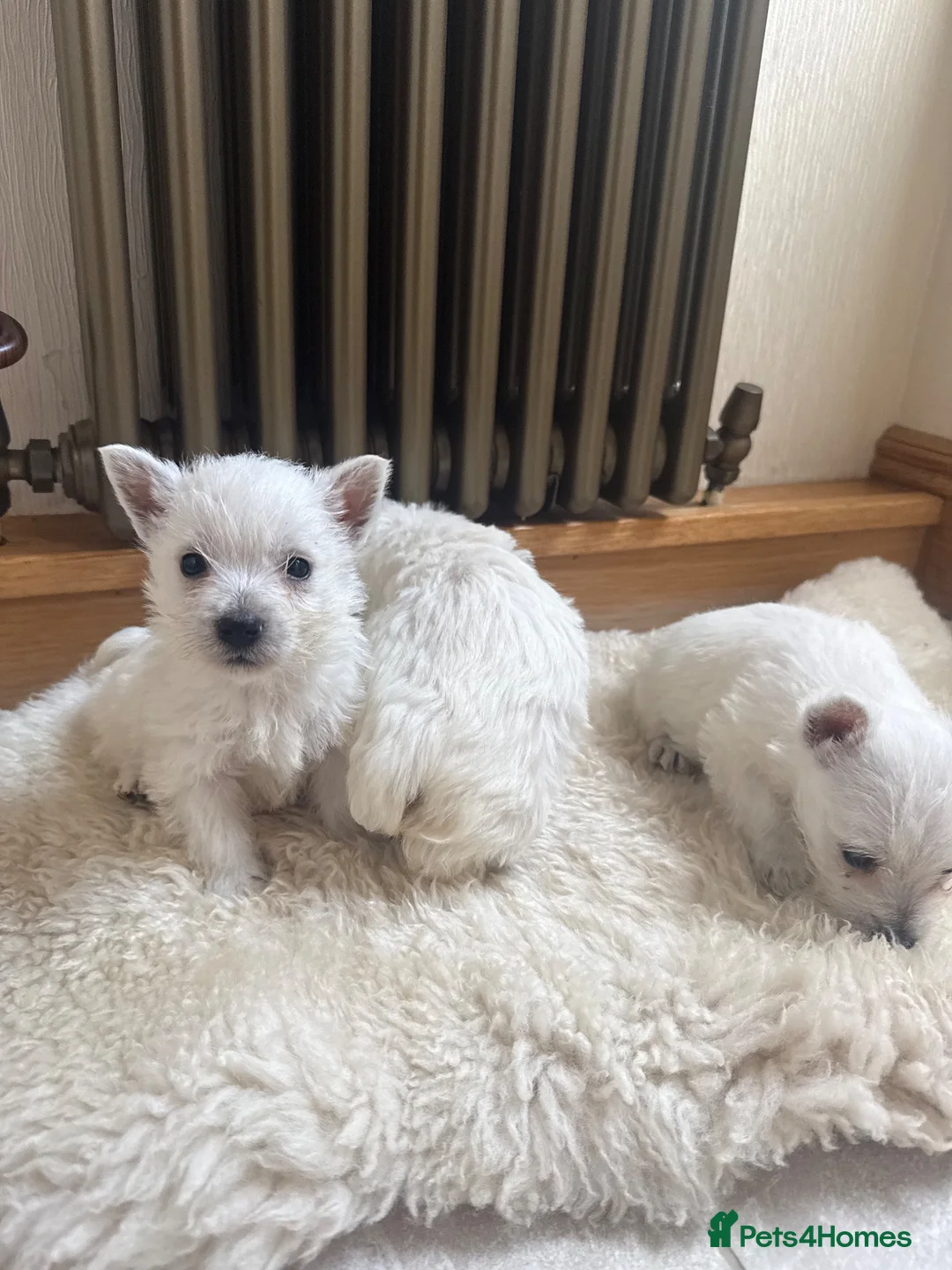 West Highland Terrier dogs for sale: Westies - Advert 2