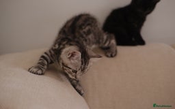 Scottish Fold cats for sale: 🐾 Beautiful Spotted-Belly Scottish Fold x Tabby😺 - Image 13