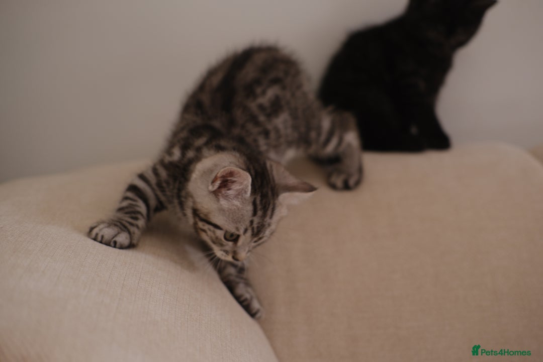 Scottish Fold cats for sale: 🐾 Beautiful Spotted-Belly Scottish Fold x Tabby😺 - Image 13