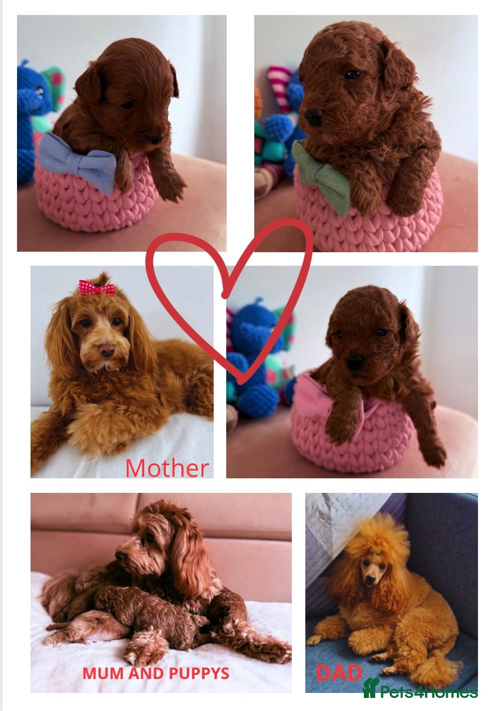 Maltipoo dogs Red mini maltipoo F1b puppies 😍💙💓 - Advert 10