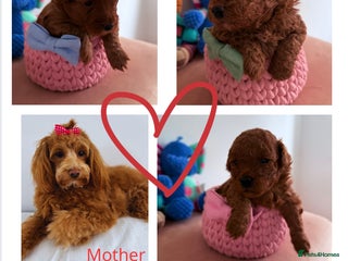 Maltipoo dogs Red mini maltipoo F1b puppies 😍💙💓 - Advert 4