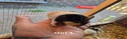 Guinea Pig rodents for sale: Mixed litter of Guinea pigs - Advert 3