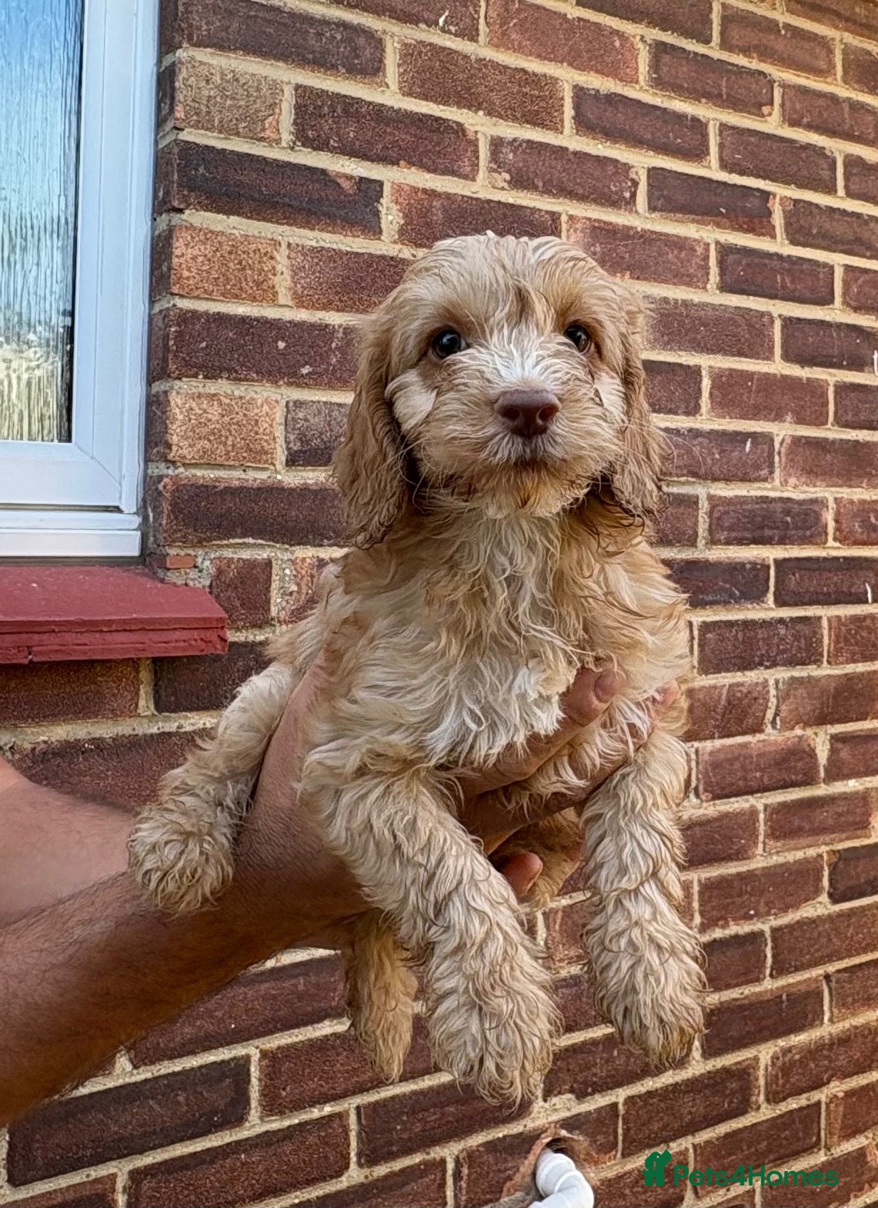 Cockapoo dogs  F1 miniature cockapoo puppies ready to leave  - Advert 1