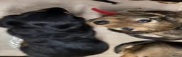 Dachshund dogs for sale: Last Boy ready now - Advert 6