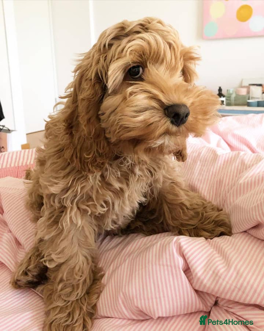 Cockapoo dogs for sale: Meet Our Adorable Cockapoo - Advert 4