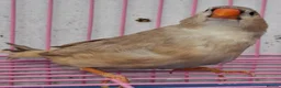 Finches birds for sale: MUTATION ZEBRA FINCHES ORANGE BREAST BLACK FACE - Advert 17