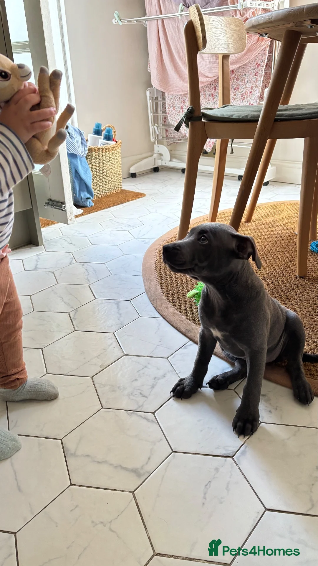 Staffordshire Bull Terrier dogs for sale: Looking for a loving forever home for Juna in London - Advert 2