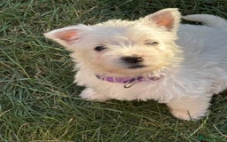 West Highland Terrier dogs for sale: West highland terrier  - Image 4