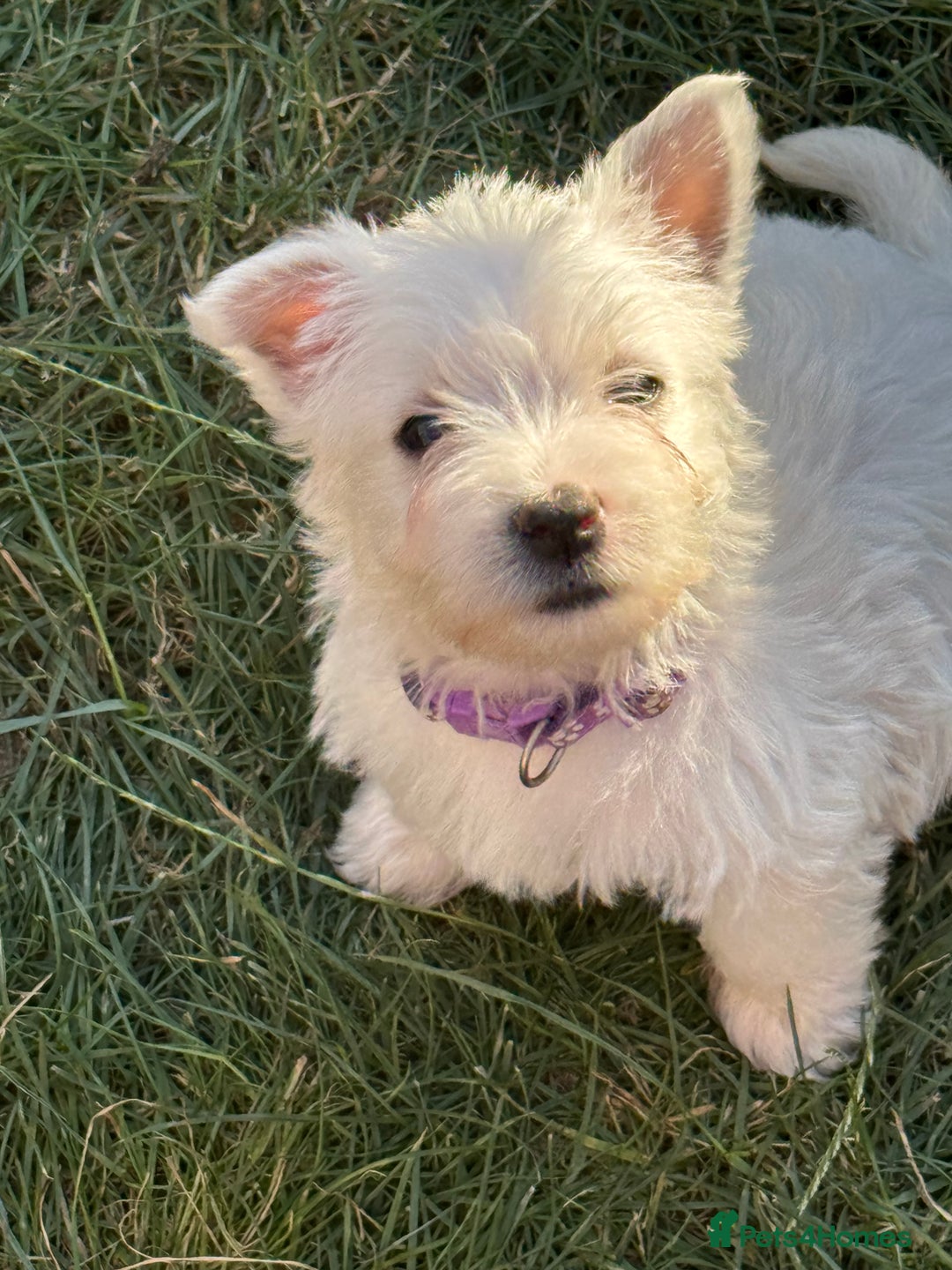 West Highland Terrier dogs for sale: West highland terrier  - Image 4